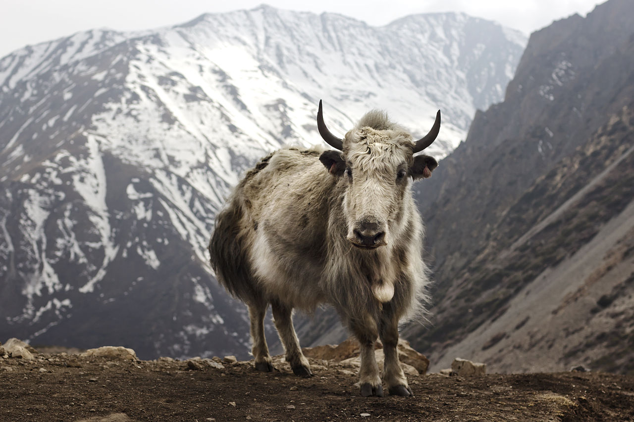 1280px Bos grunniens at Letdar on Annapurna Circuit