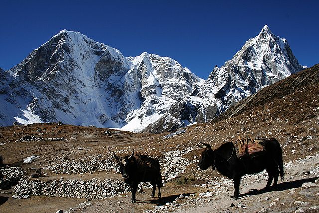 640px Duglha yaks