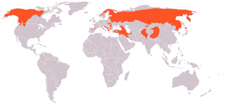 800px Ursus arctos distribution