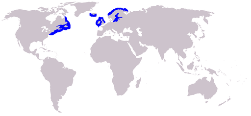 Distribution of the grey seal