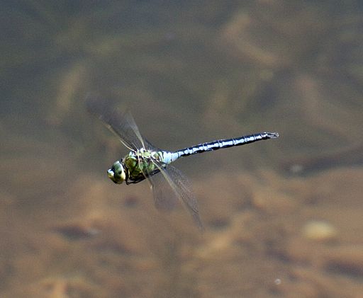 Dragonfly1 3590428364