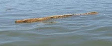 Flaoting debris in Bay