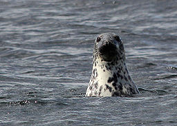 Grey Seal Halichoerus grypus