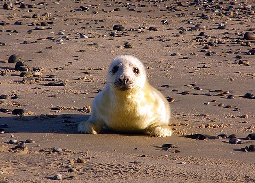 Grey seal Halichoerus grypus young2