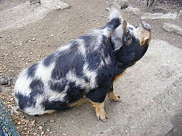 Kune kune pig Chessington Zoo