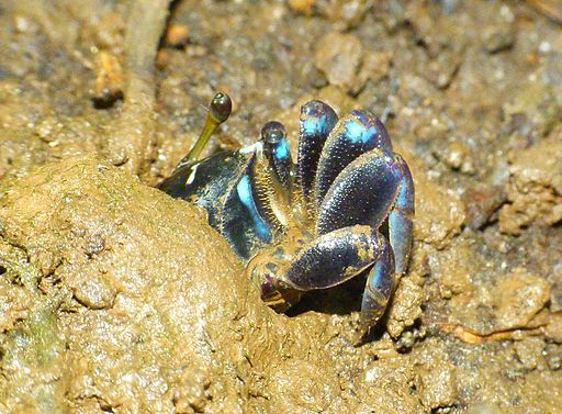 Mangrove crab1