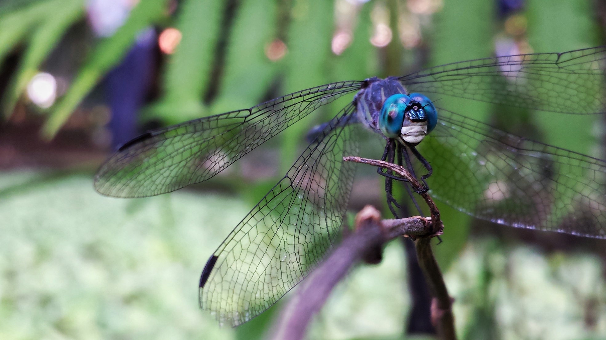 Odonata Anisoptera