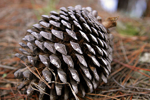 Pine cone