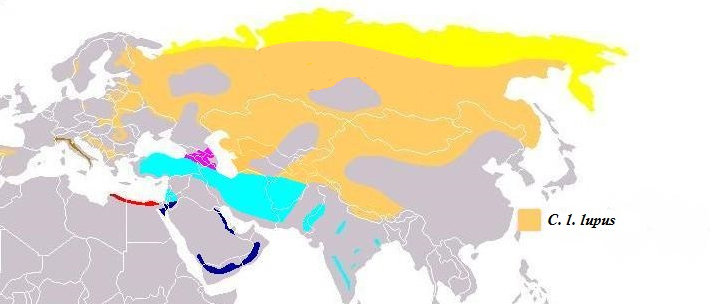 Present distribution of wolf subspecies eur updated