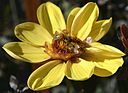 Two bees on party flower