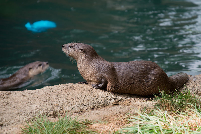 Wet river otter Lontra canadensis resting on land at Oakland Zoo