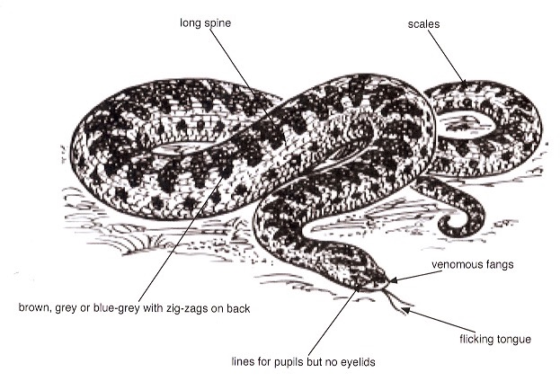 adder diagram