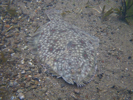 flounder