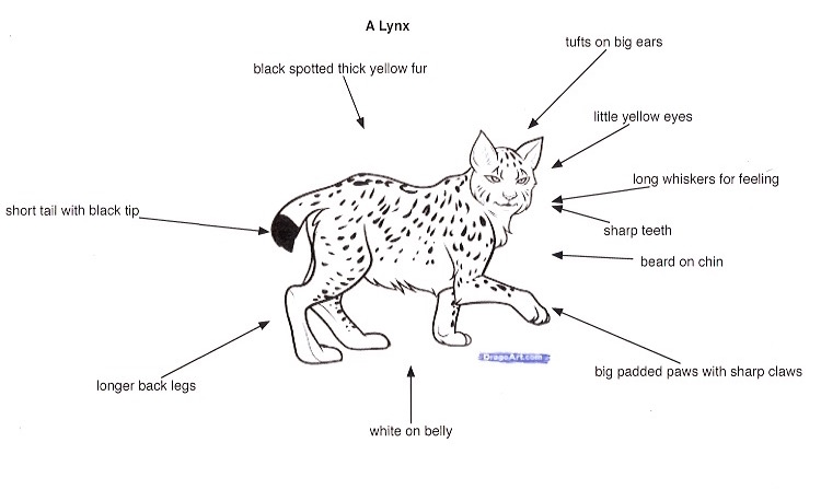 lynx diagram