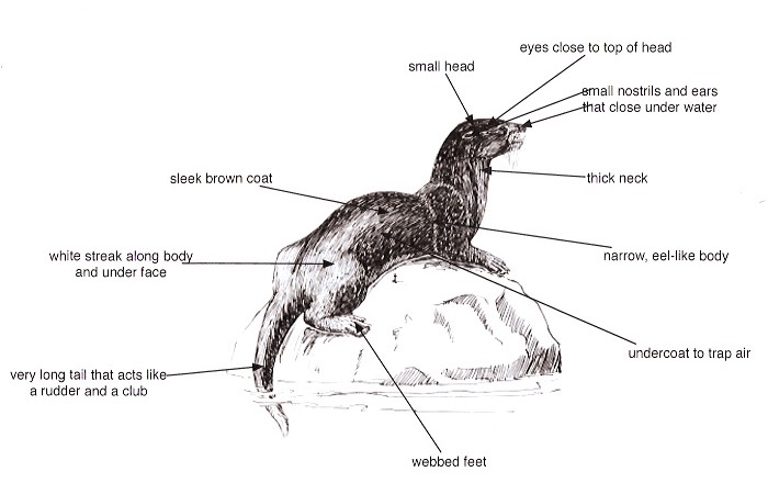 otter labelled sketch