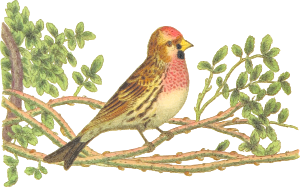 LesserRedpoll 300px