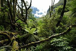 NZ Southern Island forest