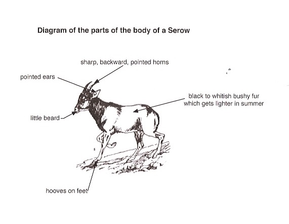 serow diagram