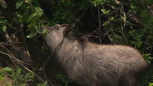 serow eating