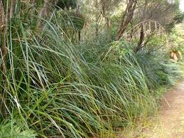 toetoe cutty grass