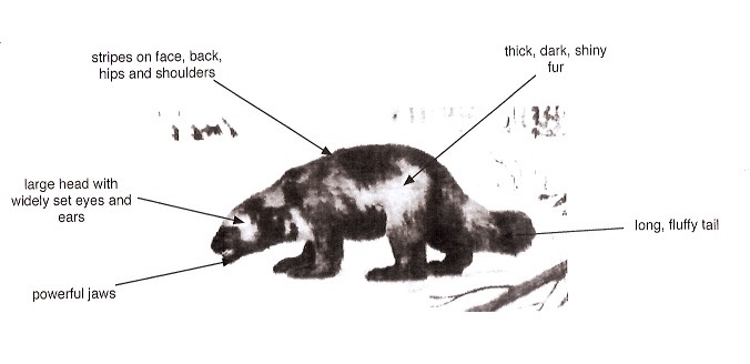 wolverine diagram