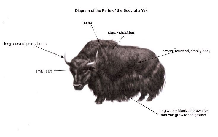 yak